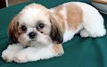 Shih Tzu Cachorro Para La Venta