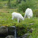 Mountain Goat
