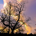 Trees in silhouette