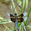Widow Skimmer dragonfly