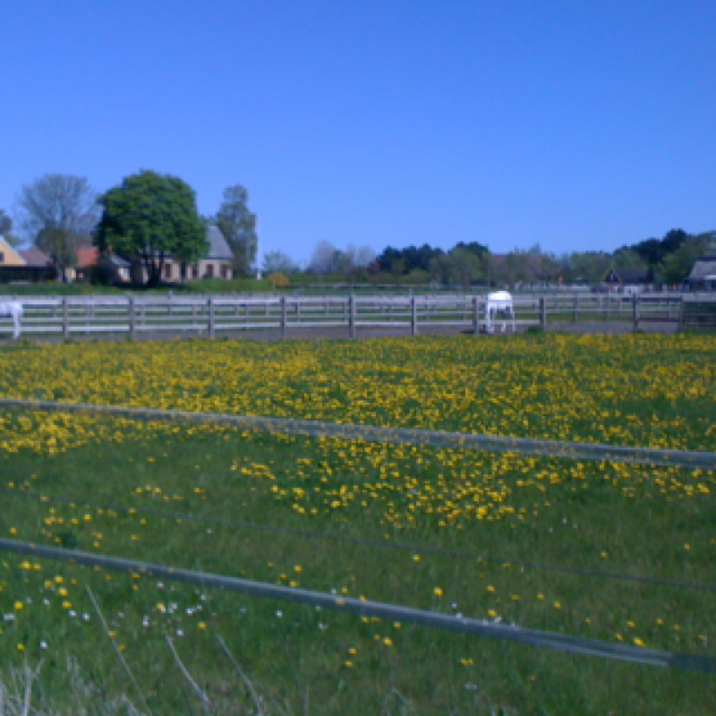 Smørblomster