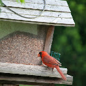 Northern Cardinal (male)