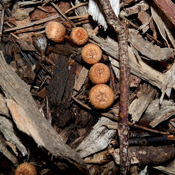 Field Bird's Nest Fungus Project Noah