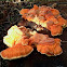 Chicken of the Woods