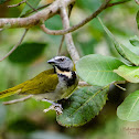 Buff-throated Saltator