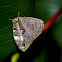 Lowland Owlet