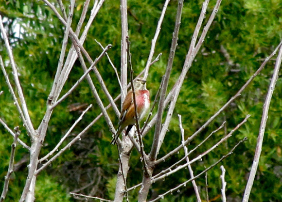 Spotting Image 1