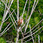 Linnet