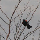Red-winged Blackbird