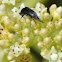 Tumbling flower beetle