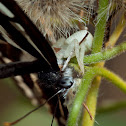Misumenops