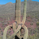 Saguaro cactus