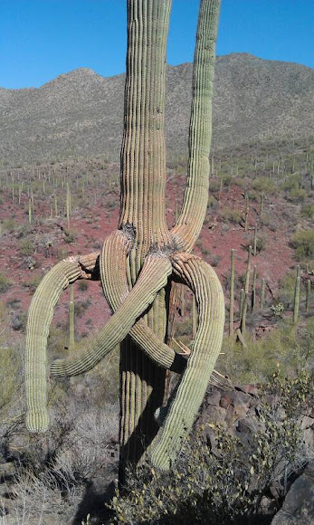 Spotting Image 1