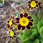 Primrose