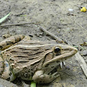 Indian Bullfrog