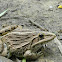Indian Bullfrog