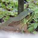 Green Frog