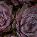 Hens and Chicks