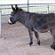 Donkey