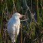 Cattle Egret