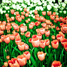 by Leire Unzueta - Landscape & Nature Flowers & Plants