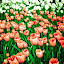 by Leire Unzueta - Landscape & Nature Flowers & Plants