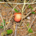 Cystoderma terreii