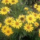 Unknown spotting