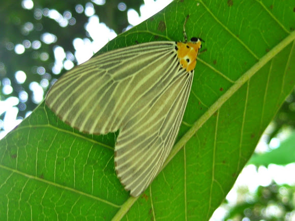 Spotting Image 1