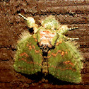 Wavy-lined Heterocampa