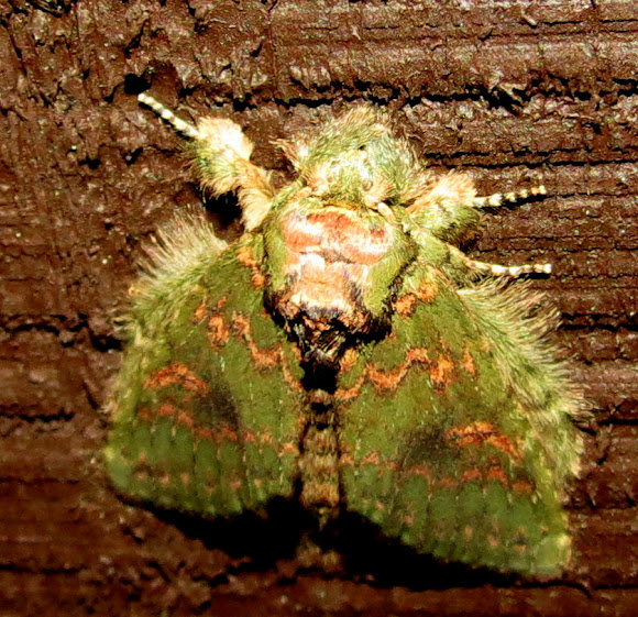 Spotting Image 1