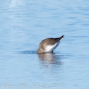 Dunlin; Correlimos Común