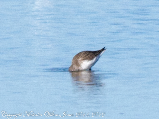 Spotting Image 1