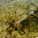 ALGA