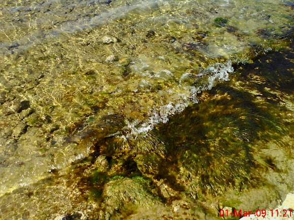 Spotting Image 1
