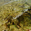 ALGA