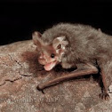 Lesser Long-eared Bat