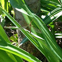 Crane Fly