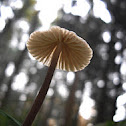 Mycena