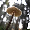 Mycena