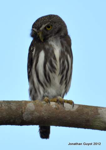 Tamaulipas Pygmy Owl