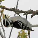 Downy Woodpecker doing upside down.