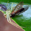 Green crab spider