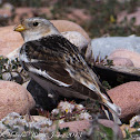 Snow Bunting