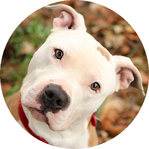 Pit bull wallpaper 2015.apk 1.0