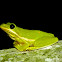 Green Treefrog