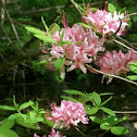 Pinxter Azalea