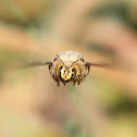 Valley Carpenter Bee