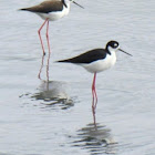 Black-necked stilt