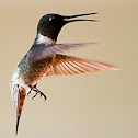 Ruby-throated Hummingbird